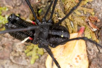 Media type: image; Invertebrate Zoology 29274